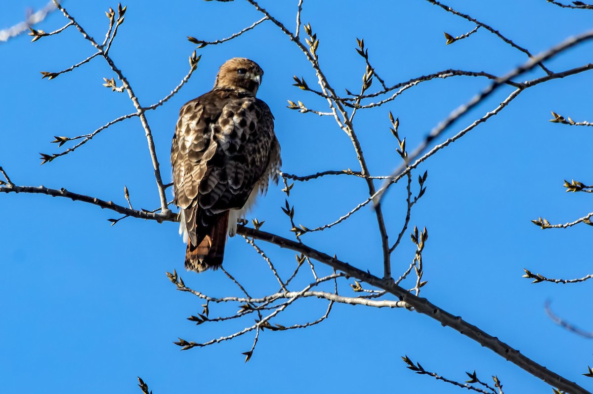 Red-tailed Hawk - ML614728247