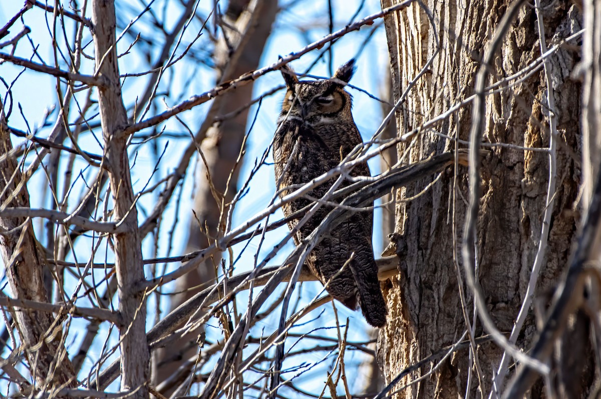 Great Horned Owl - ML614728256