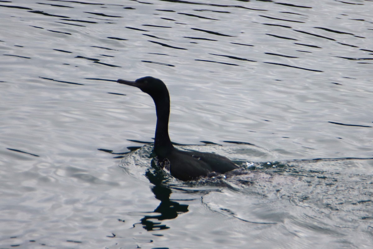 Pelagic Cormorant - ML614728275