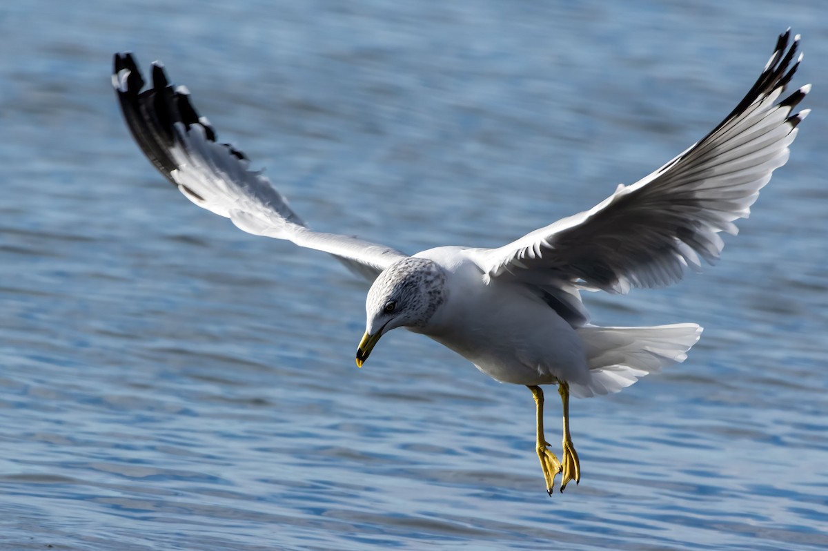 Ring-billed Gull - ML614728311