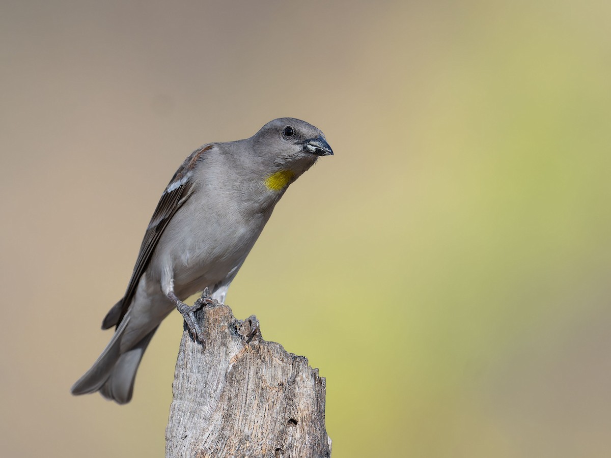 Yellow-throated Sparrow - Rajeev Gejje