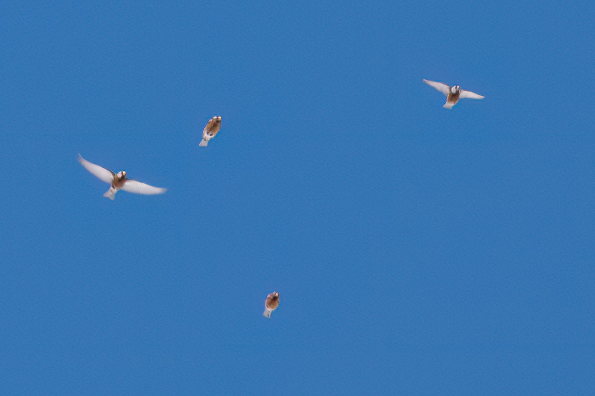 Американский вьюрок (littoralis) - ML614728362