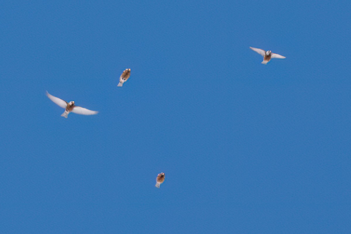 grånakkefjellfink (littoralis) - ML614728362