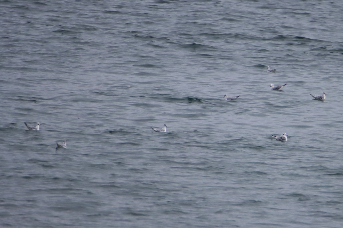 Bonaparte's Gull - Daniel Donnecke