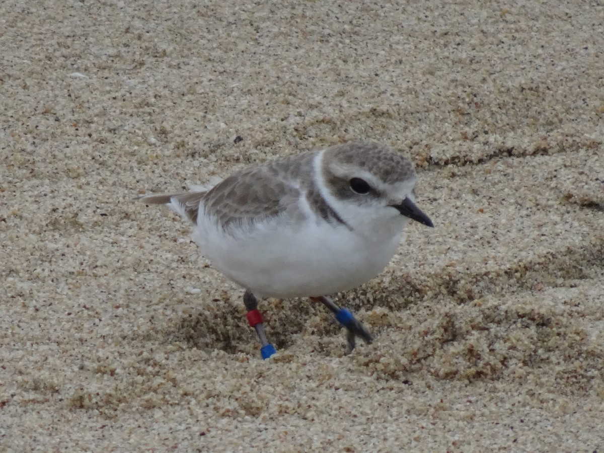 Snowy Plover - ML614728372