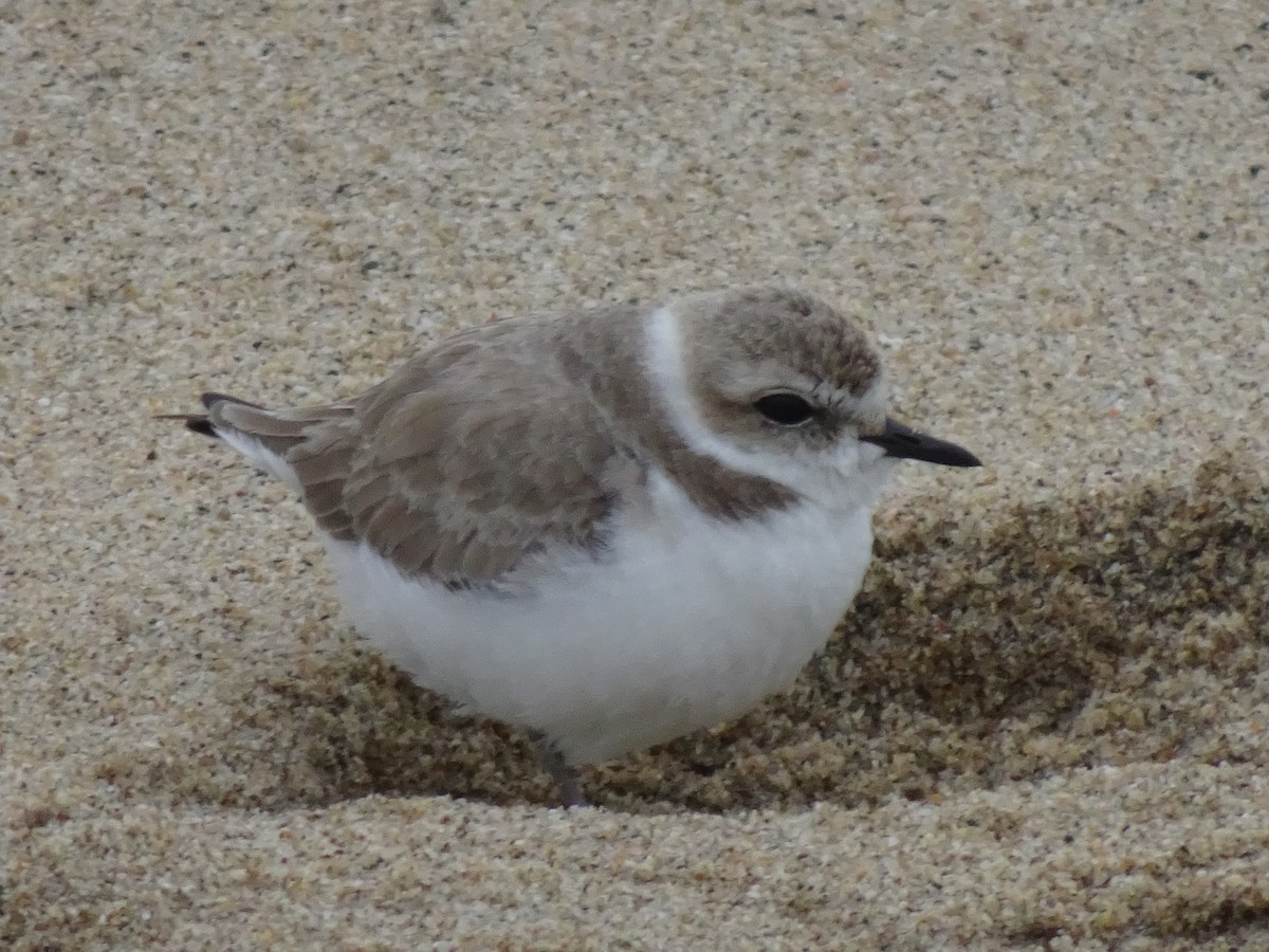 Snowy Plover - ML614728373