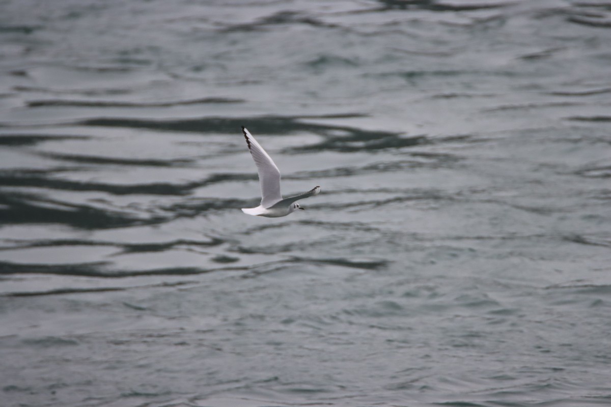 Bonaparte's Gull - ML614728378