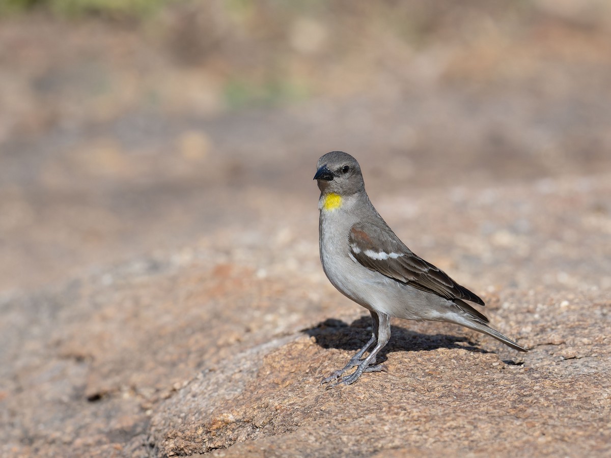 Yellow-throated Sparrow - Rajeev Gejje