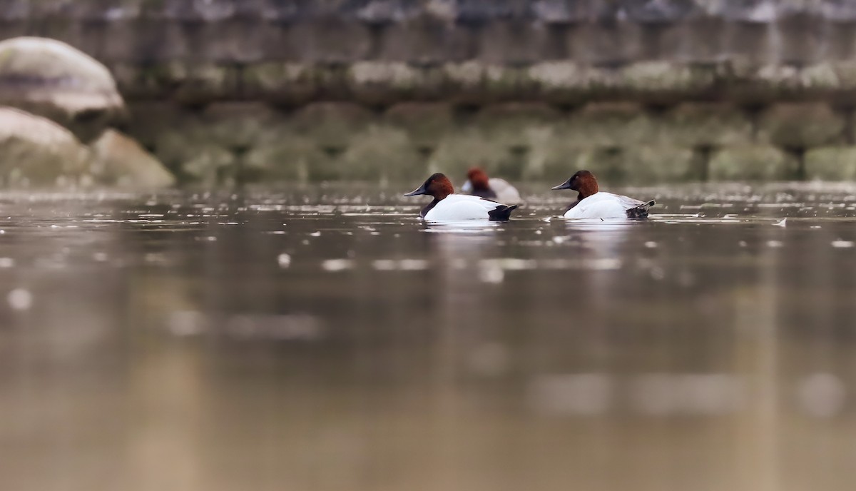 Canvasback - ML614728505