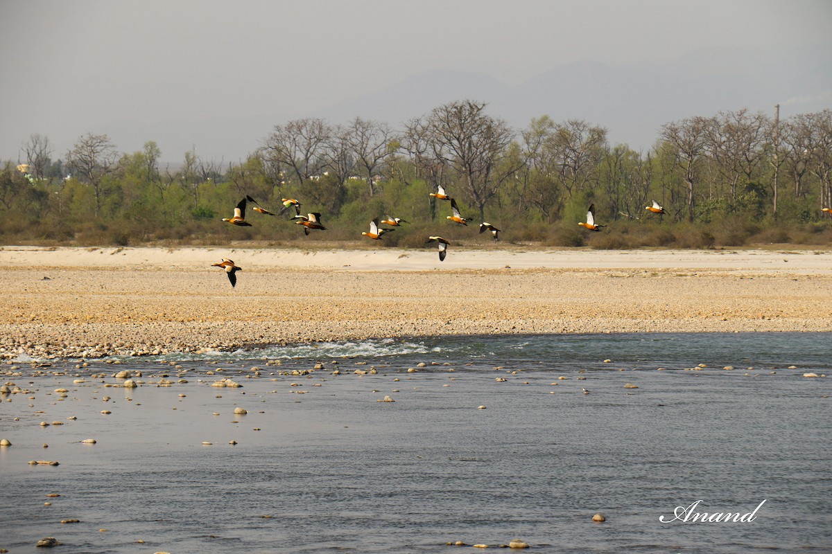 Ruddy Shelduck - ML614728520