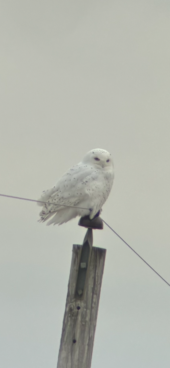 Snowy Owl - ML614728534