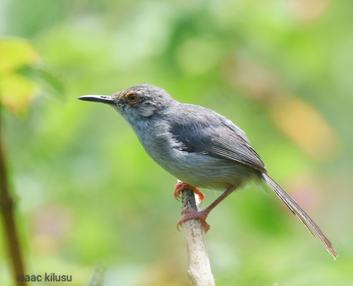 Long-billed Tailorbird - ML614728642