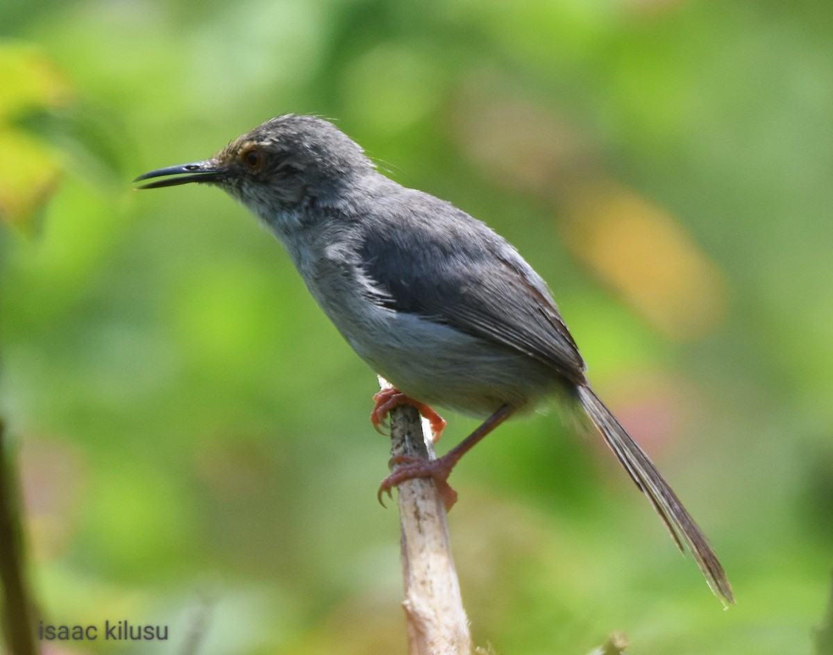 Long-billed Tailorbird - ML614728643