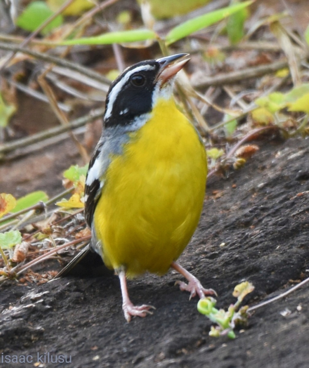 Cabanis's Bunting - ML614728652