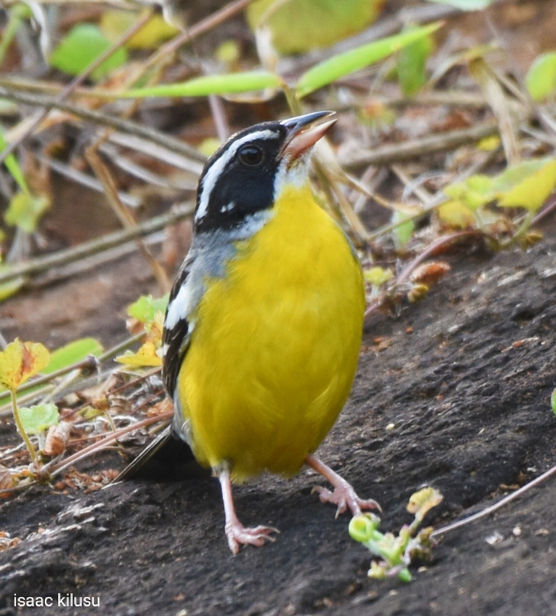 Cabanis's Bunting - ML614728654