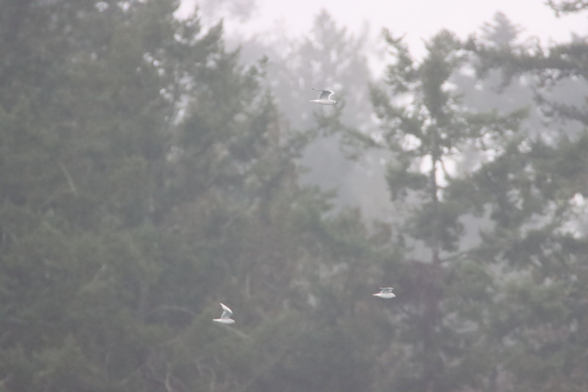 Bonaparte's Gull - ML614728658