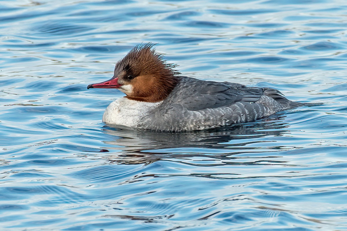 Common Merganser - ML614728671