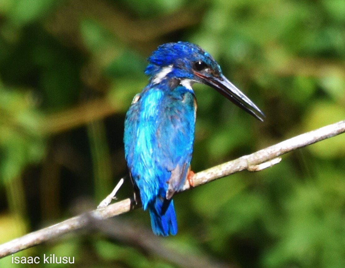 Half-collared Kingfisher - isaac kilusu