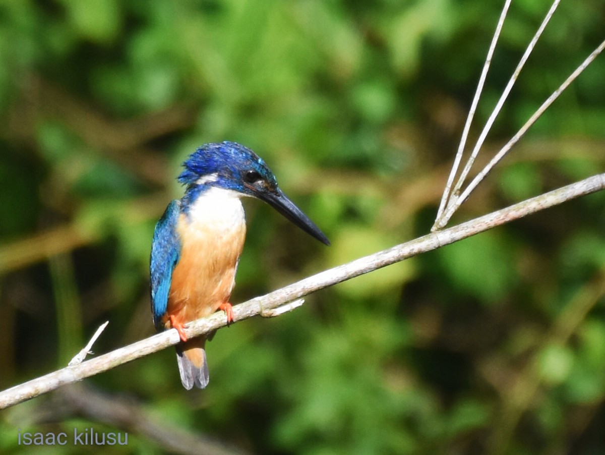 Half-collared Kingfisher - ML614728678