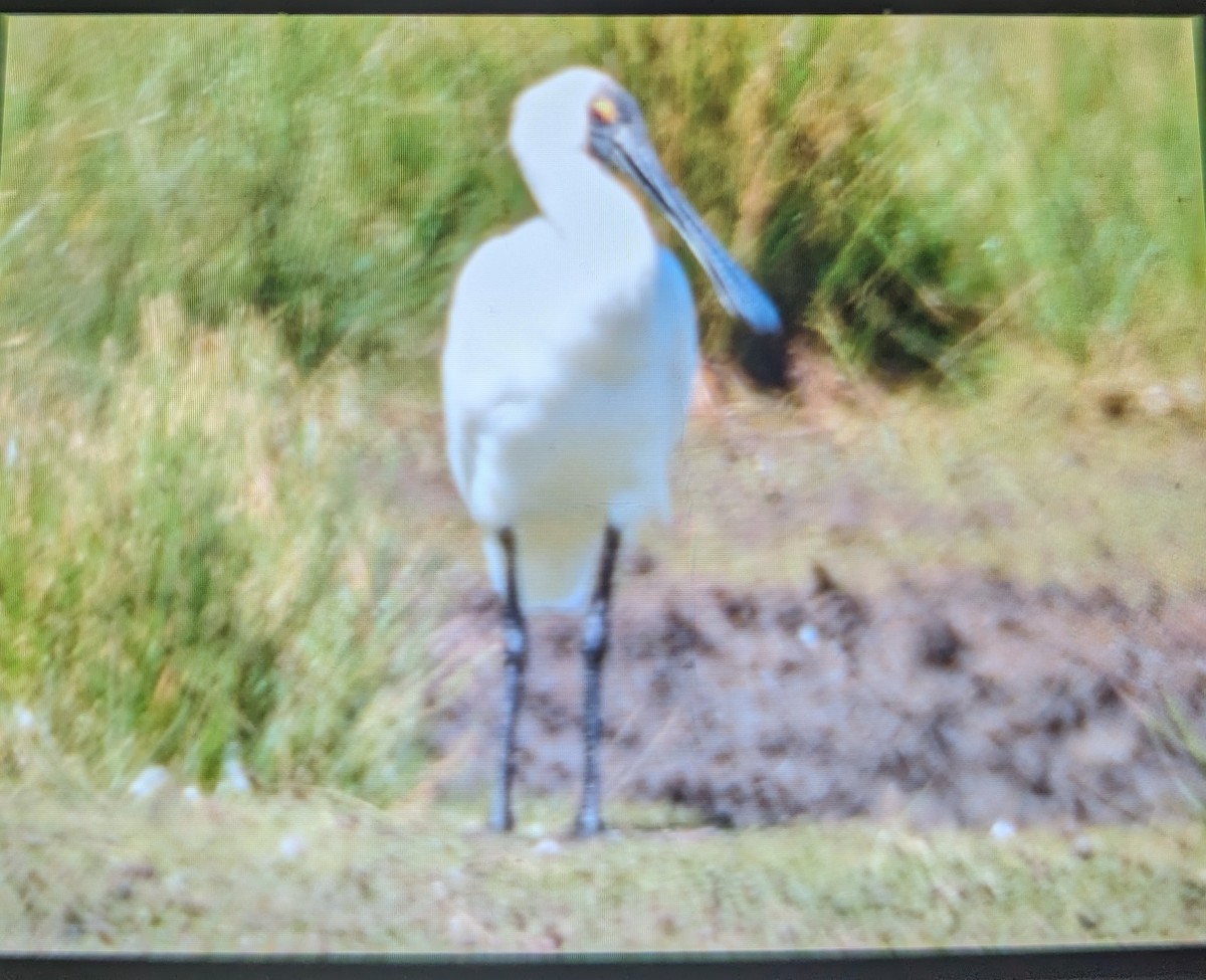 Royal Spoonbill - ML614728682