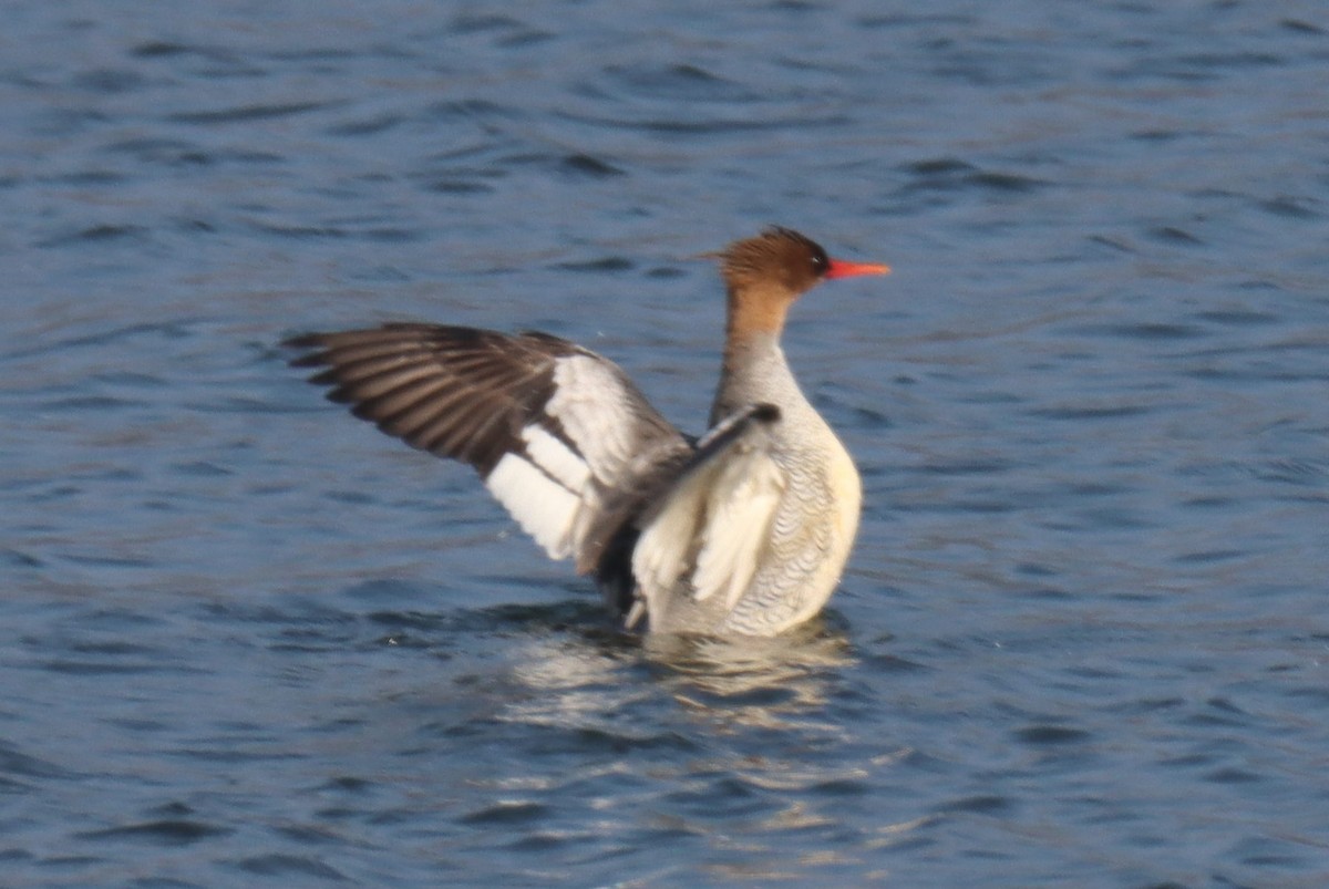 Scaly-sided Merganser - ML614728690