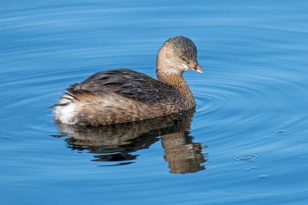 Pied-billed Grebe - ML614728692