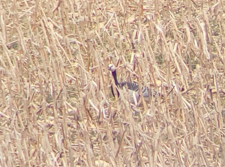 berneška bělolící - ML614728706