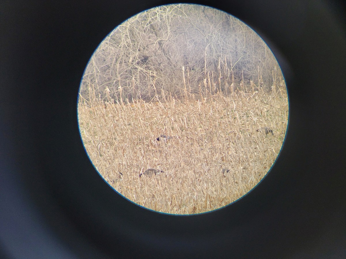 berneška bělolící - ML614728707