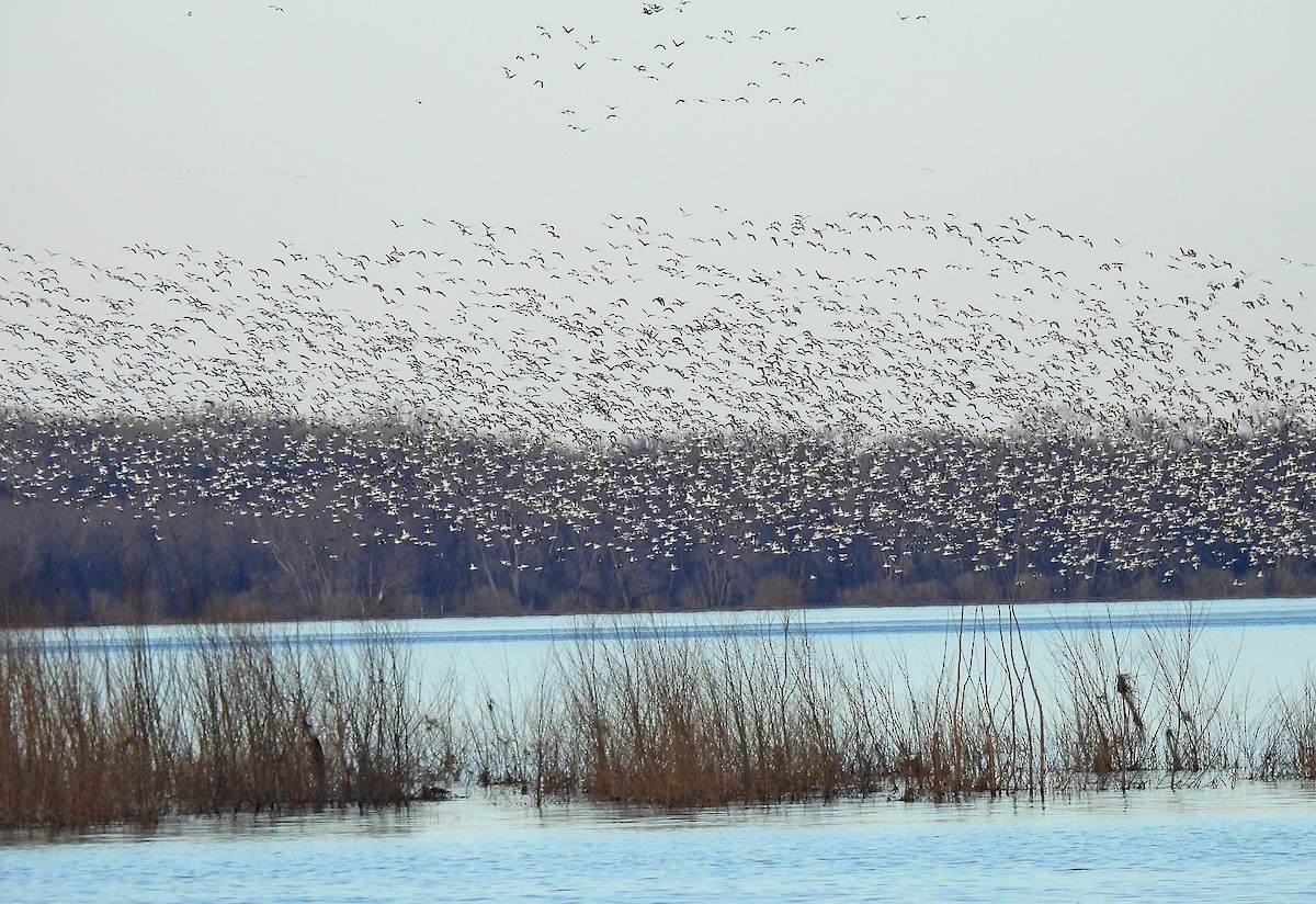 Snow Goose - ML614728735