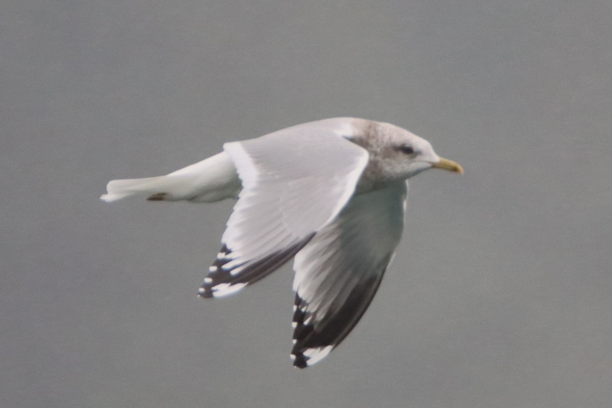 Short-billed Gull - Daniel Donnecke