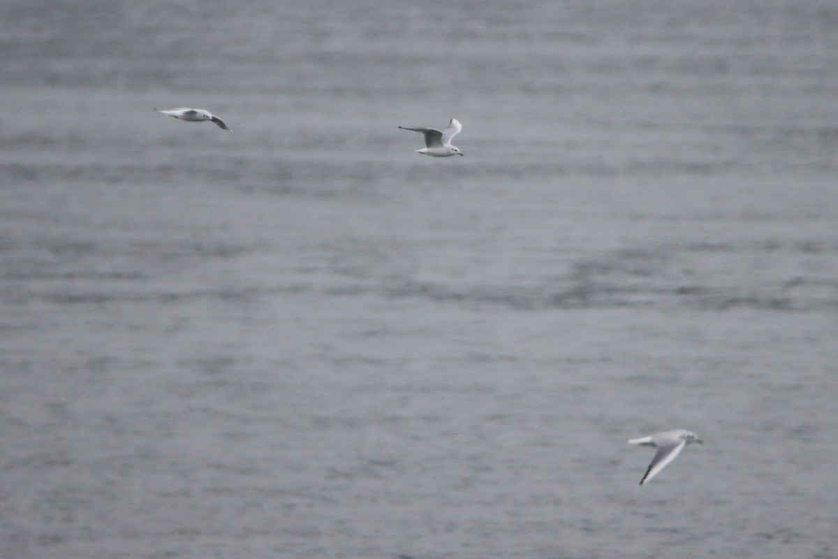 Bonaparte's Gull - ML614728765