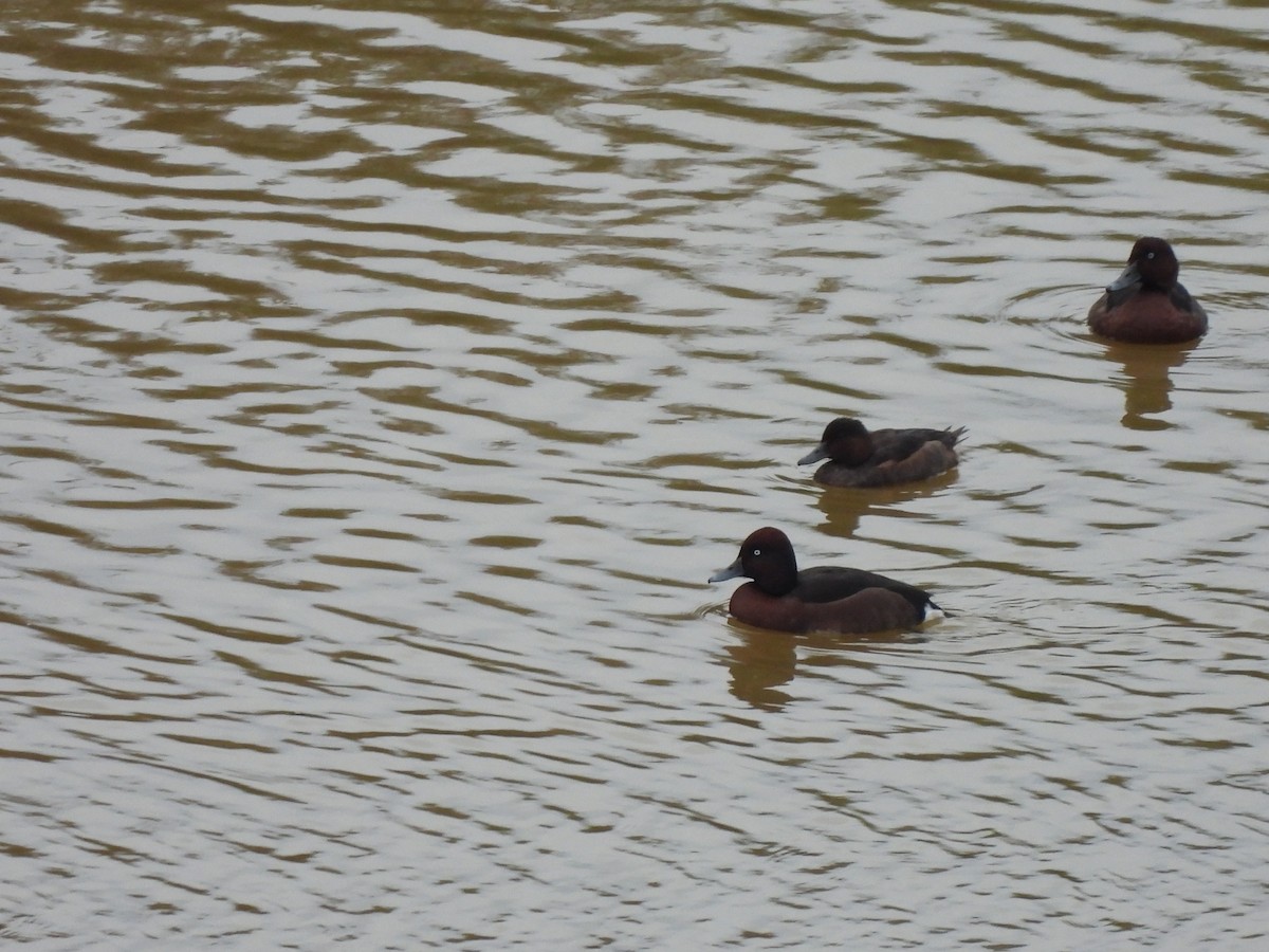 Ferruginous Duck - ML614728772