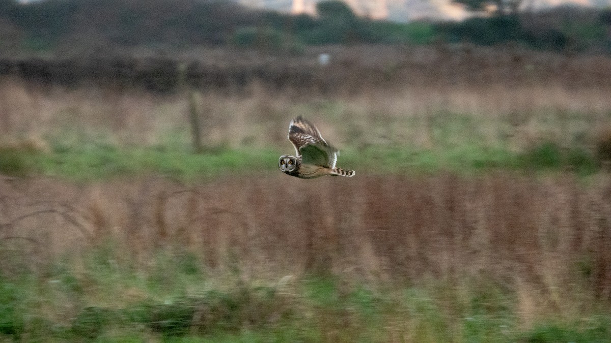 Short-eared Owl - ML614728773