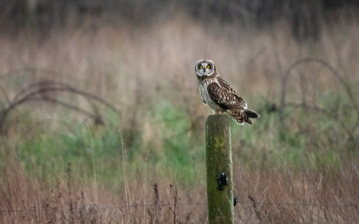 Hibou des marais - ML614728774