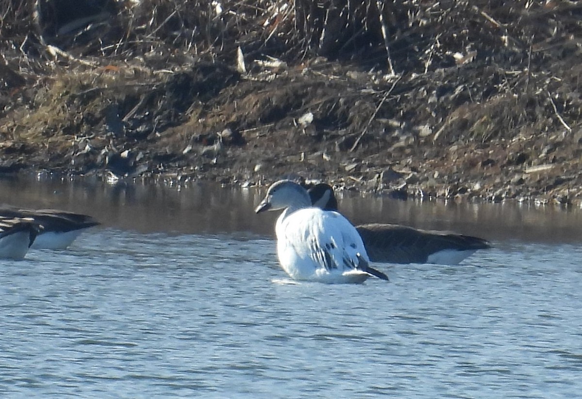 Snow Goose - ML614728790