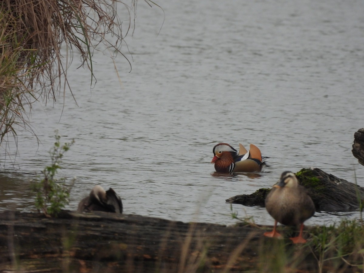 Mandarin Duck - ML614728812