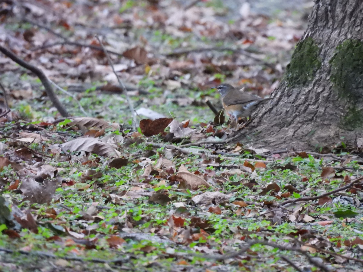 Eyebrowed Thrush - ML614728863