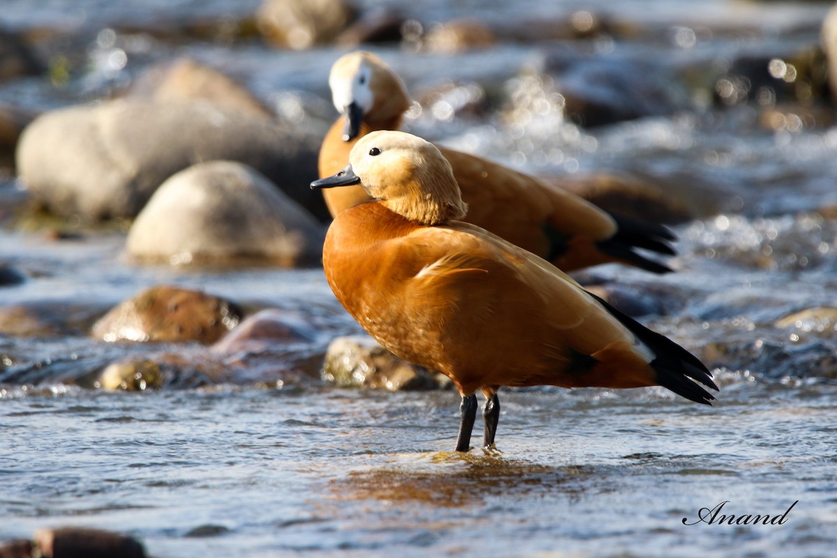 Ruddy Shelduck - ML614728864