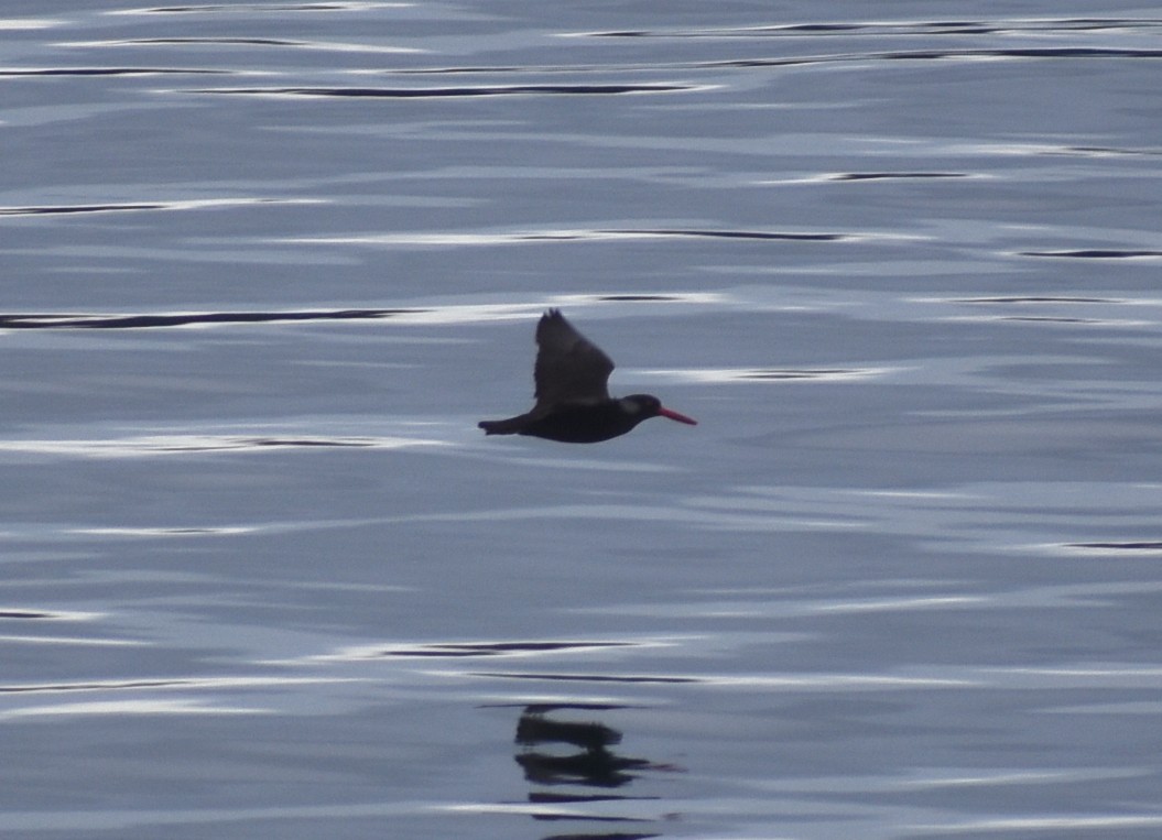 Black Oystercatcher - ML614728883