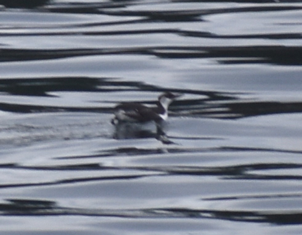 Guillemot marbré - ML614728898