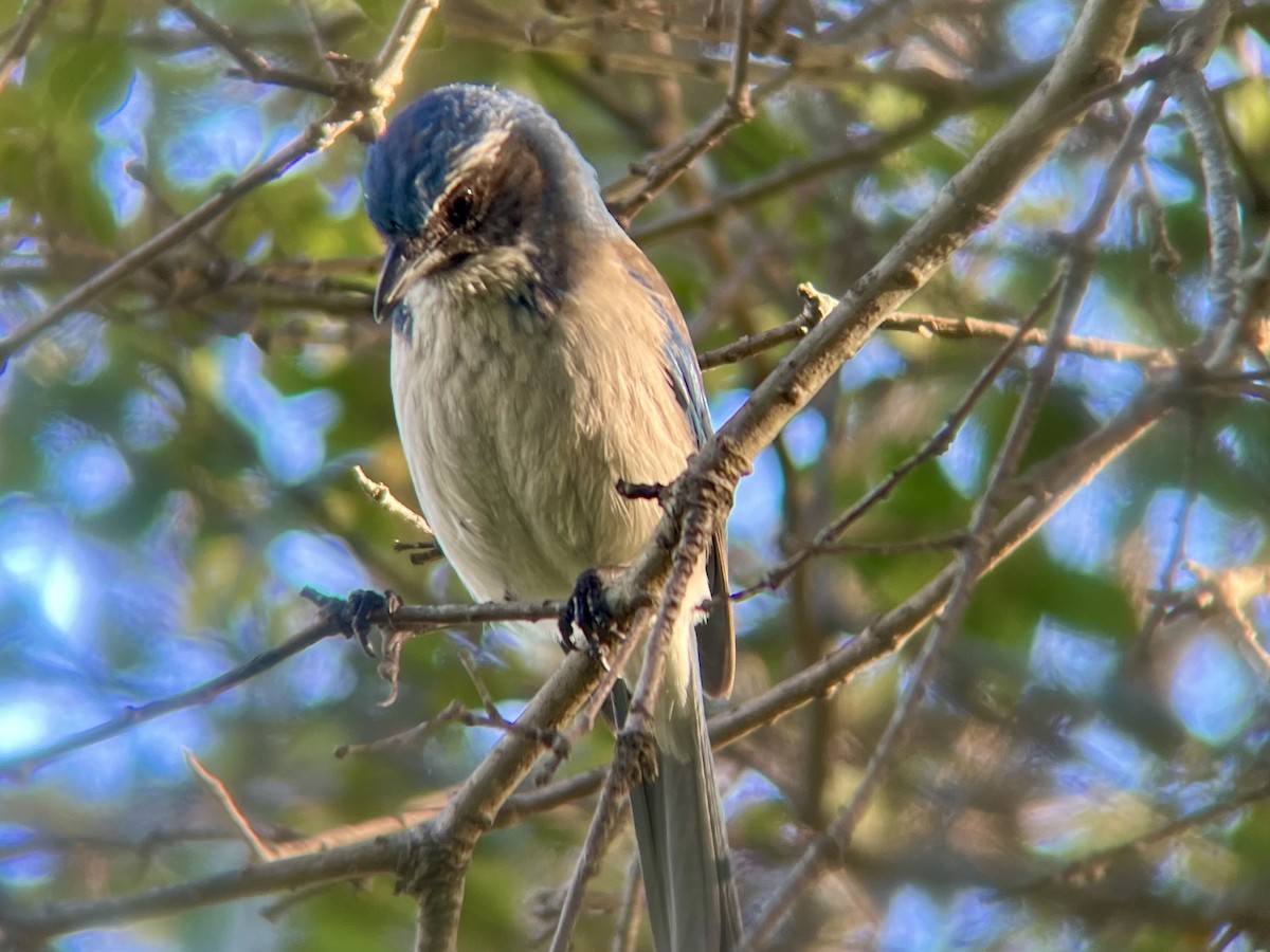 California Scrub-Jay - Lyla Arum