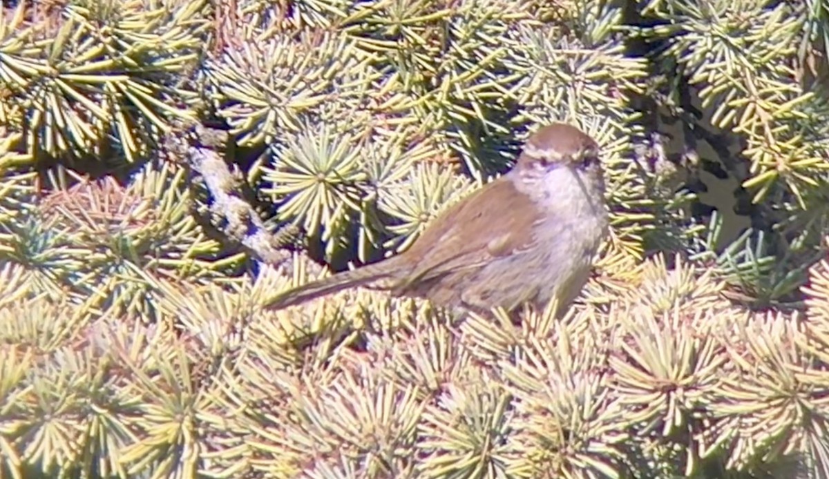 Bewick's Wren - ML614728945