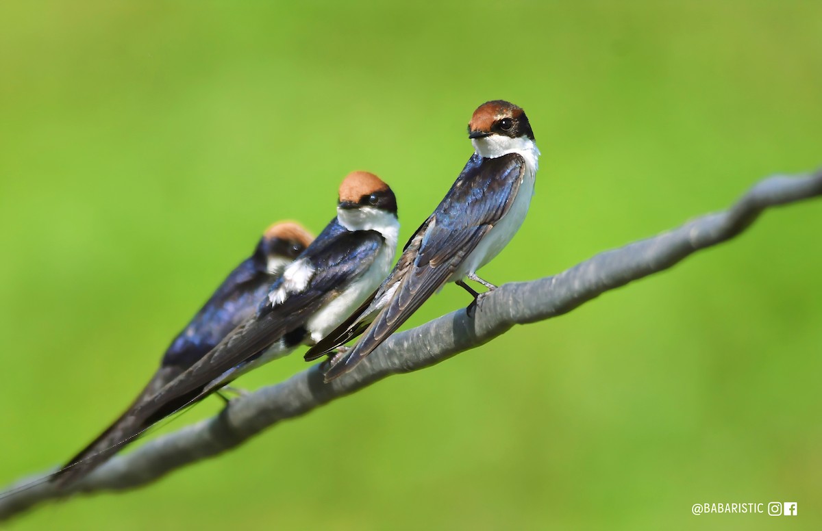 Wire-tailed Swallow - Muhammad Babar