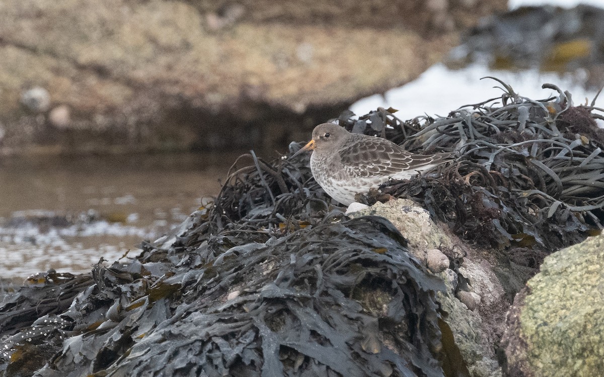 Purple Sandpiper - ML614729017