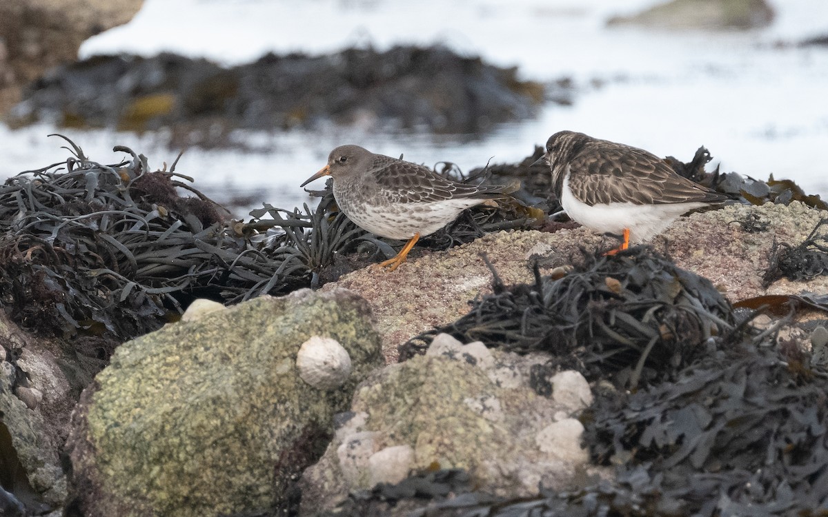 Purple Sandpiper - ML614729019