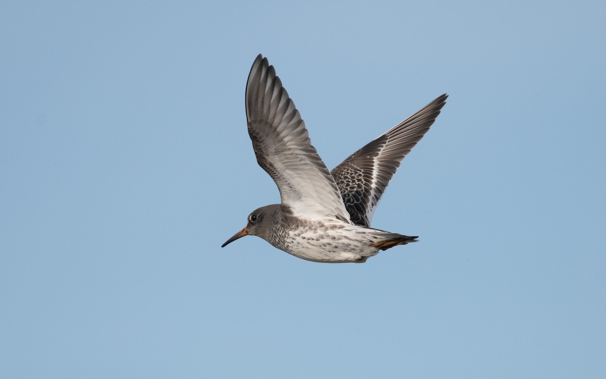 Purple Sandpiper - ML614729020