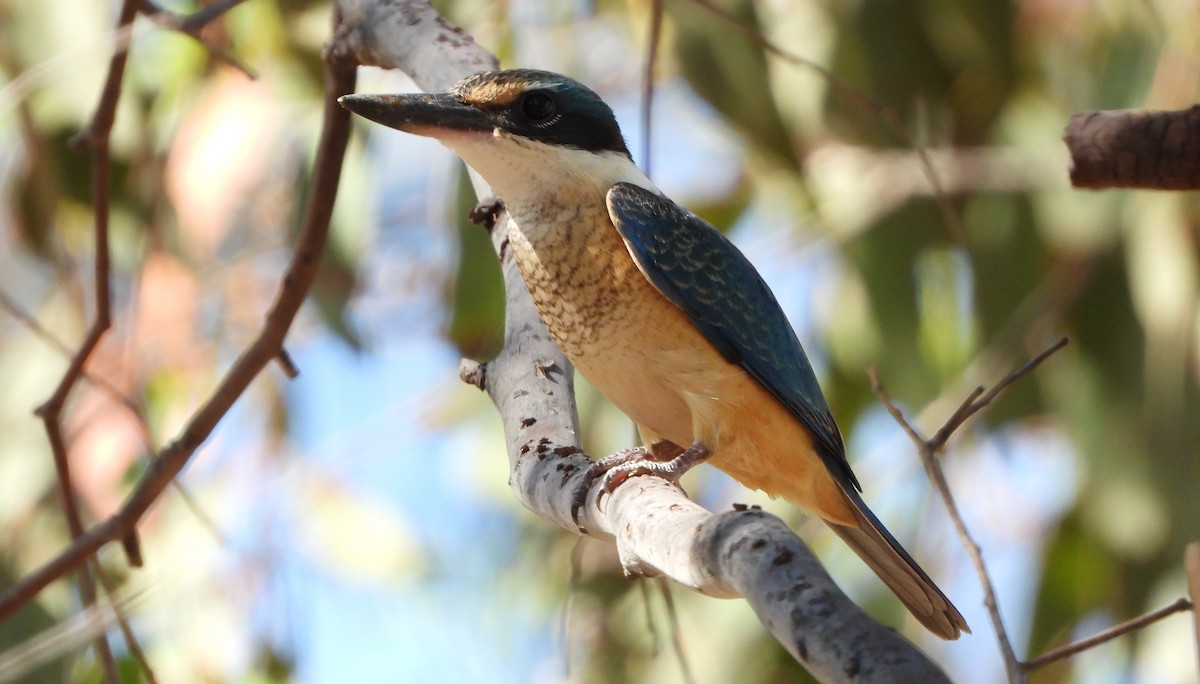 Sacred Kingfisher - Line Perrins