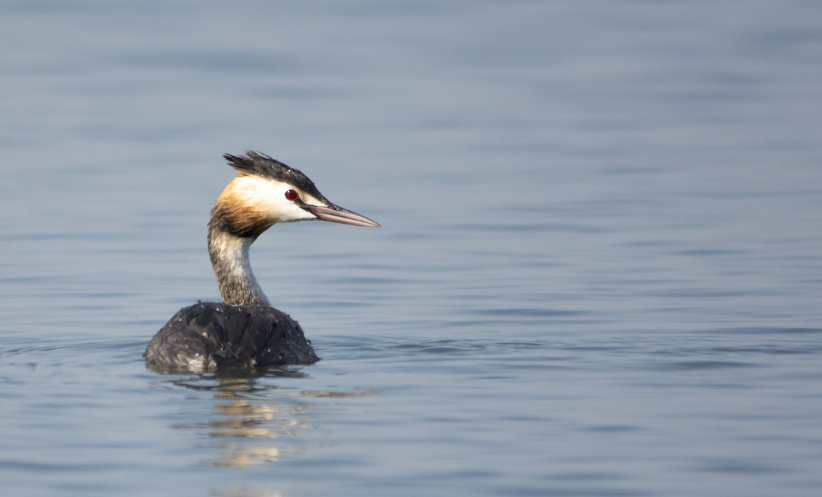 Great Crested Grebe - ML614729214
