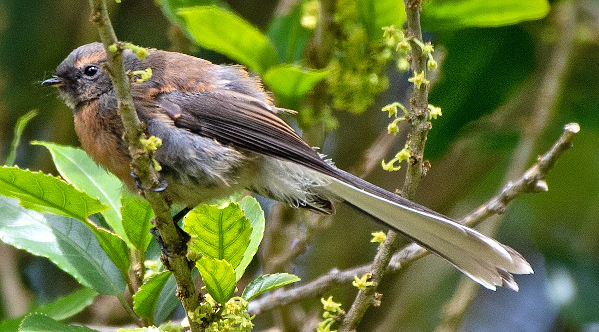 Neuseeland-Fächerschwanz - ML614729247