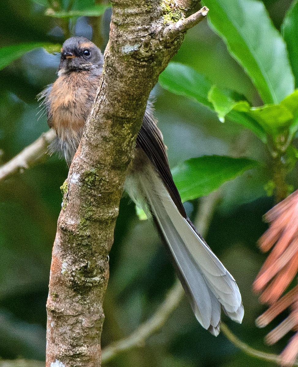 Neuseeland-Fächerschwanz - ML614729250